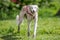 Lurcher full body portrait white and light brown in a field