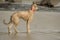 Lurcher puppy on beach