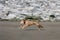 Lurcher puppy on beach