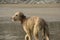 Lurcher puppy on beach