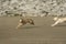 A Lurcher puppy dog playing on the beach