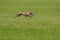 Lure coursing