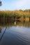 Lure on a fishing rod. Fishing for predatory fish. Perch. Pike. Autumn beautiful lake with reeds