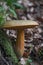 The Lurid Bolete (Suillellus luridus) is an edible mushroom