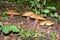 Lurid boletes grows in field