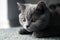 Lurking British Shorthair kitten