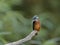 Lurking Kingfisher on a twig