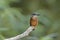 Lurking Kingfisher on a twig