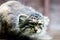 Lurking Manul - Pallas cat