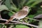 Luscinia luscinia, Thrush Nightingale