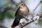 Luscinia luscinia, Thrush Nightingale