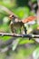 Luscinia luscinia, Thrush Nightingale