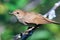 Luscinia luscinia, Thrush Nightingale