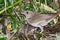 Luscinia luscinia, Thrush Nightingale