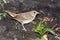 Luscinia luscinia, Thrush Nightingale