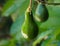 Luscious Avocado Hanging from Tree