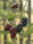 Luscious bio closeup on ripening blackberries rubus. Plant family Rosaceae. Twig bush with tasty and juicy berries.