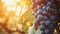 The Luscious Grapes of Italy: Exploring Vineyards, Harvesting, and Winemaking on a Sun-Kissed Day