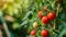 Luscious Harvest: Unveiling the Finest Heirloom Roma Tomato Varieties with Vibrant Red Fruits, Cherr