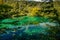 Luscious landscape with a tree under water. A lot of turquoise