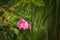 A luscious pink flower in green foliage