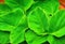 A Luscious Top View of Fresh Organic Spinach - Nature\\\'s Green Gift for Vibrant Vegan Lifestyles