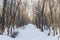 Luscious Trees and Roads Covered in Snow in Jermuk Armenia