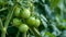 The Lush Abundance: Growing Green Cherry Tomatoes in the Garden