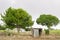 Lush Ackee and Mango Trees