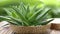 Lush aloe vera leaves close up with glistening droplets fresh and vibrant green foliage