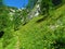 Lush alpine meadow with yellow flowers and larch trees