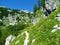 Lush alpine meadow with yellow flowers and larch trees