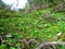 Lush alpine vegetation with white hellebore (Veratrum album