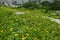 Lush alpine wild garden with yellow ox-eye (Buphthalmum salicifolium)