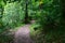 Lush Atlantic forest crossed by a sandy path