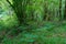 Lush Atlantic forest full of green vegetation