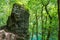 Lush atlantic forest with rock in the foreground