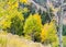 Lush autumn landscape in the Utah mountains