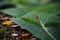 Lush Awakening, An Exquisite Macro View of a Majestic Green Leaf Embracing Earths Canvas