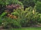 Lush Backyard -Trees and flowers