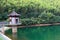 Lush bamboo forest, tranquil and cool.