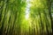 lush bamboo grove in the sunlight