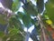 Lush Banana Leaves or Banana Trees with Sunlight Shining Through During the Day