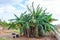 Lush banana/ plantain trees on small farm house backyard garden in rural Caribbean countryside. Jamaican fruit trees.