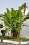 Lush banana tree growing in a small garden surrounded by grass and red flowers, facing the white wall of an old church in Tenerife