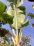 lush banana tree in the morning