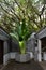 Lush banana tree standing in the sun in a traditional Chinese courtyard.