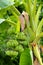 Lush bananas on banana trees is a banana in an agricultural park in Thailand called Kluai Nam Wa