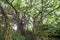 Lush banyan trees growing in the park.