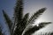 Lush beautiful green high tropical southern palm trees with long and lush branches and leaves in the background of the evening sky